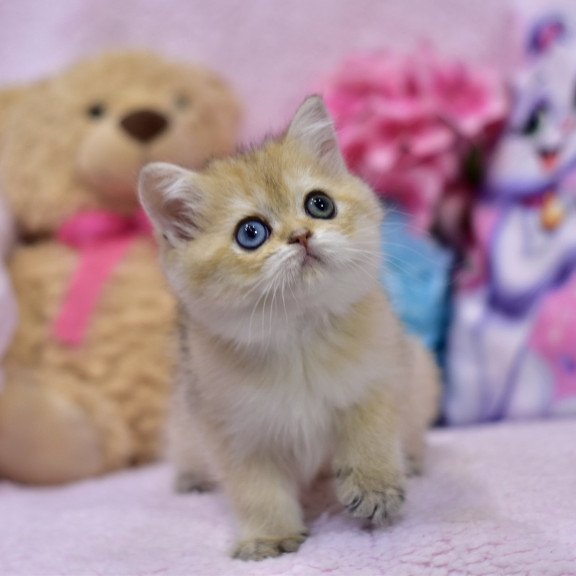 British Goldie