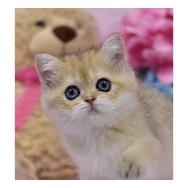 British Goldie