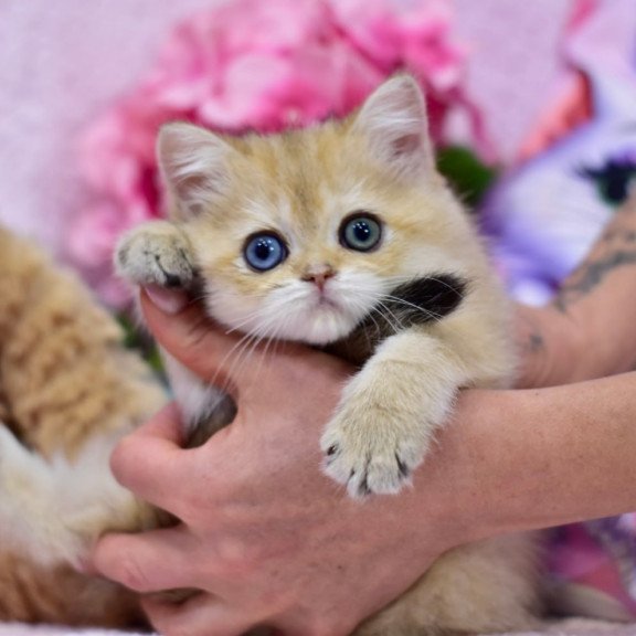 British Goldie