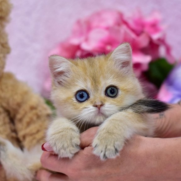 British Goldie