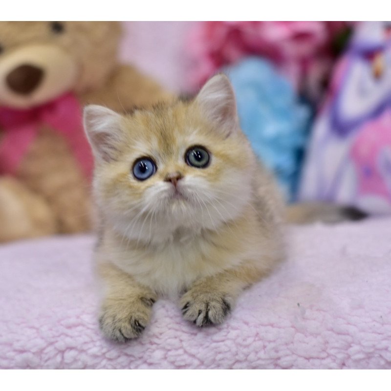 British Goldie