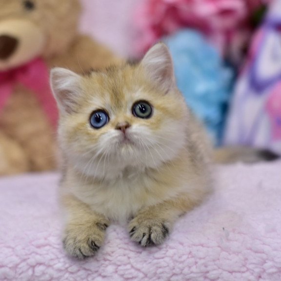 British Goldie