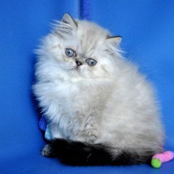 Persian Paola