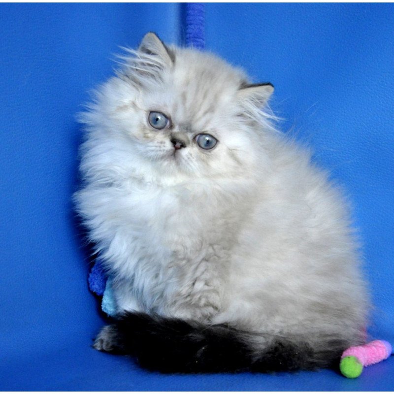 Persian Paola