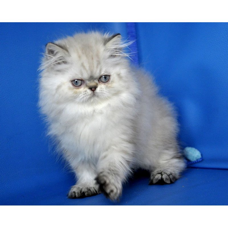Persian Paola