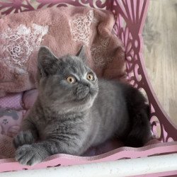 Munchkin Milka