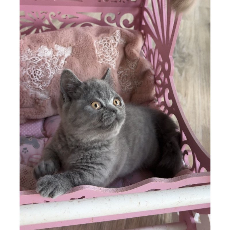 Munchkin Milka