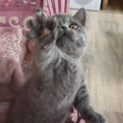 Munchkin Milka