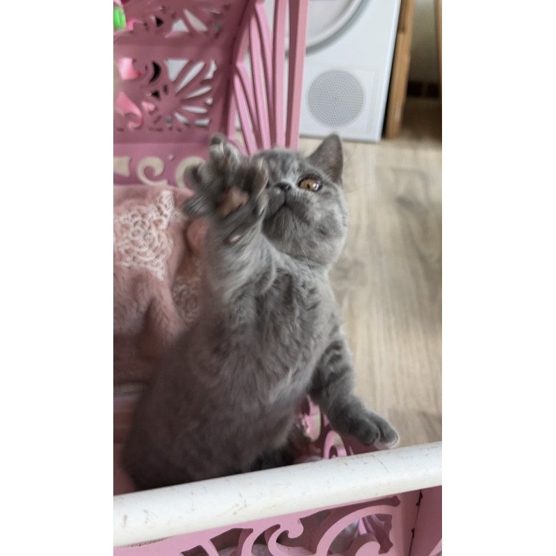 Munchkin Milka