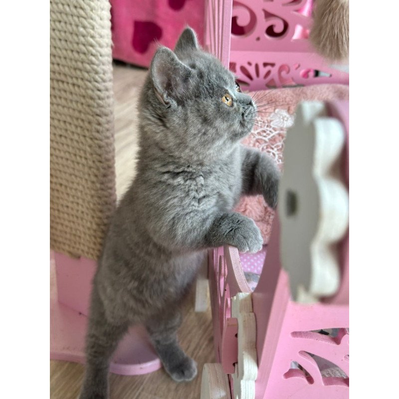 Munchkin Milka