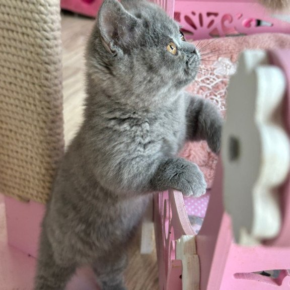 Munchkin Milka