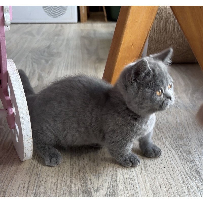 Munchkin Milka