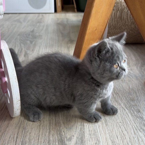 Munchkin Milka