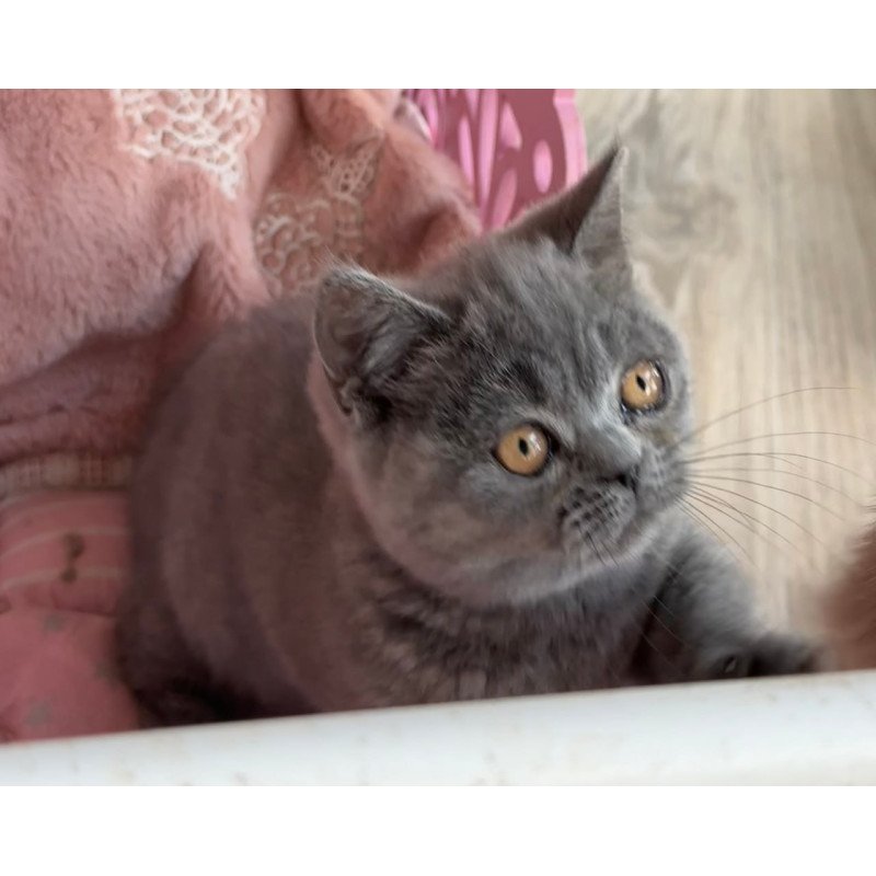 Munchkin Milka