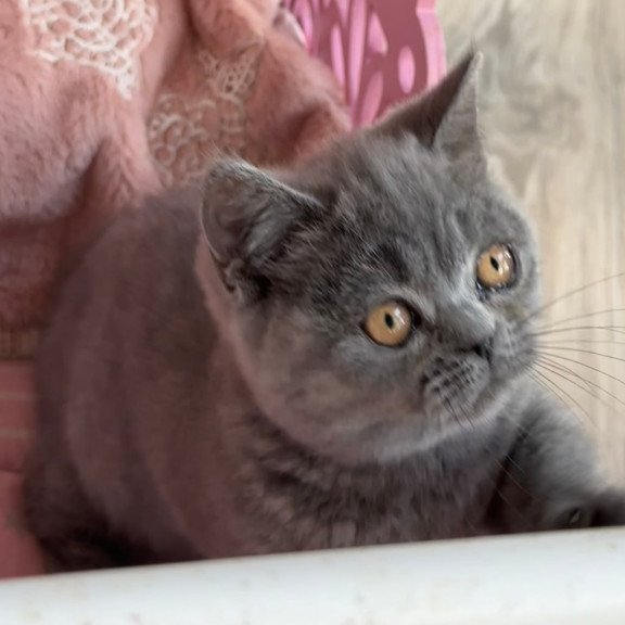 Munchkin Milka