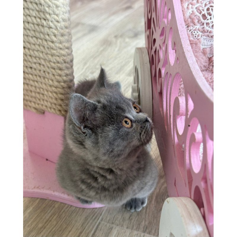 Munchkin Milka