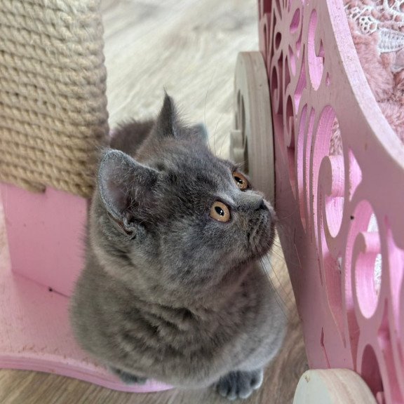 Munchkin Milka