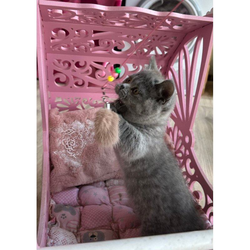 Munchkin Milka