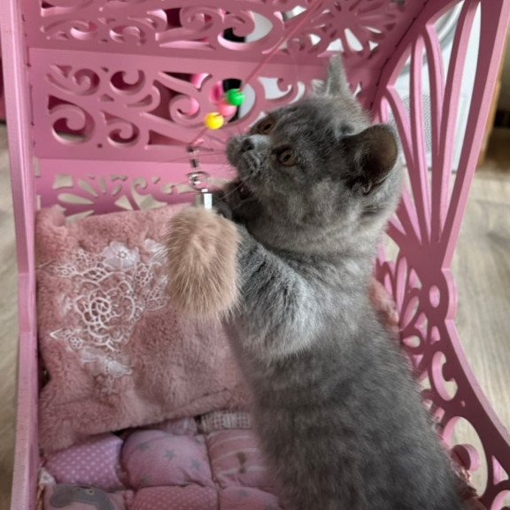 Munchkin Milka