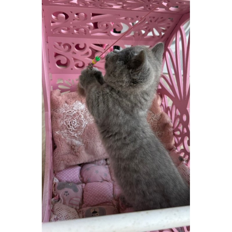 Munchkin Milka