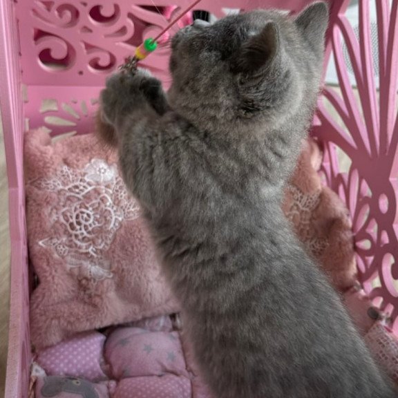 Munchkin Milka