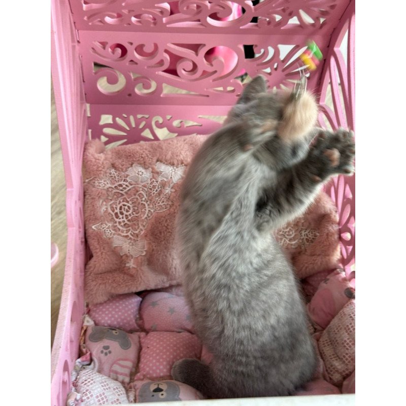 Munchkin Milka