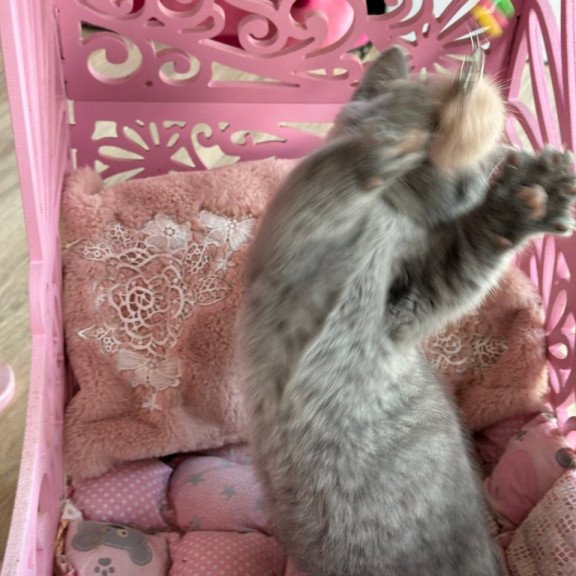 Munchkin Milka