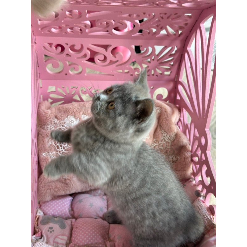 Munchkin Milka