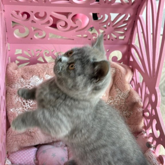 Munchkin Milka