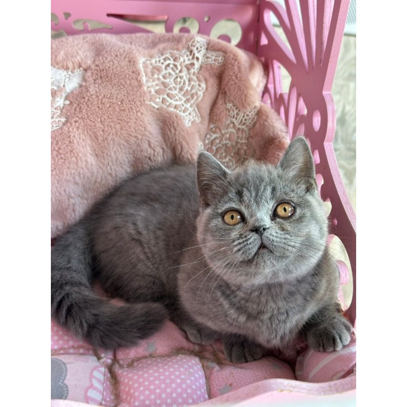 Munchkin Milka