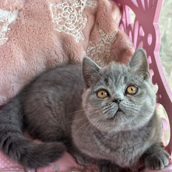 Munchkin Milka
