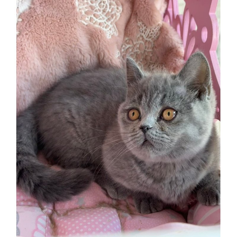 Munchkin Milka
