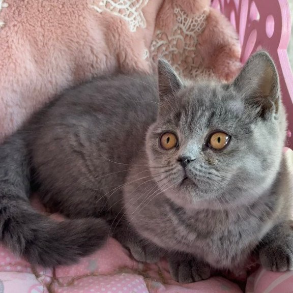 Munchkin Milka