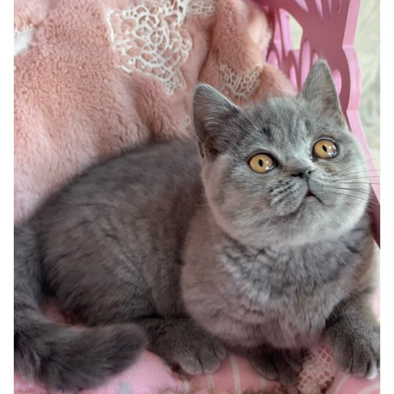 Munchkin Milka