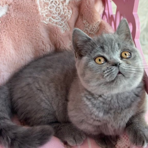 Munchkin Milka