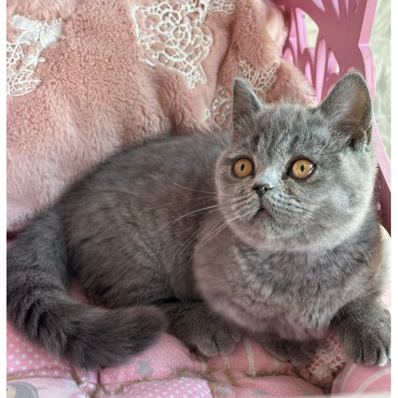 Munchkin Milka