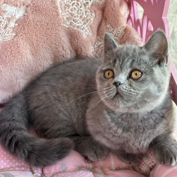 Munchkin Milka