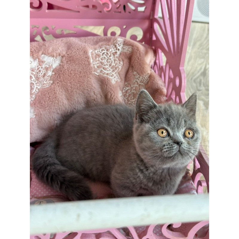 Munchkin Milka