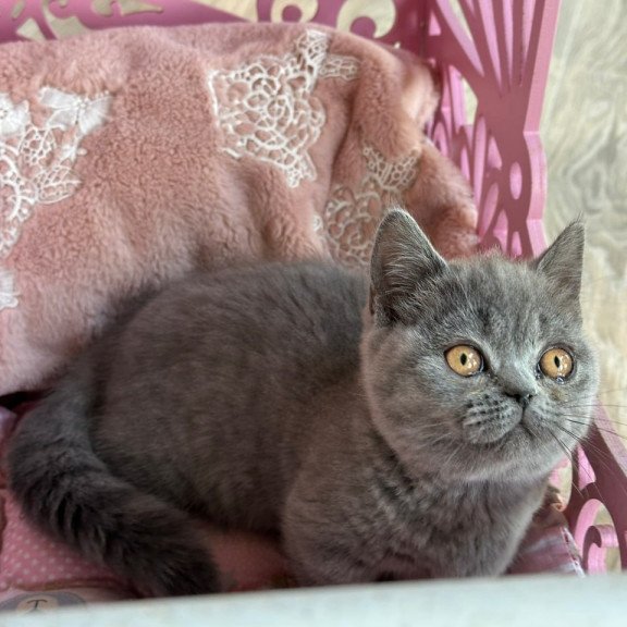 Munchkin Milka