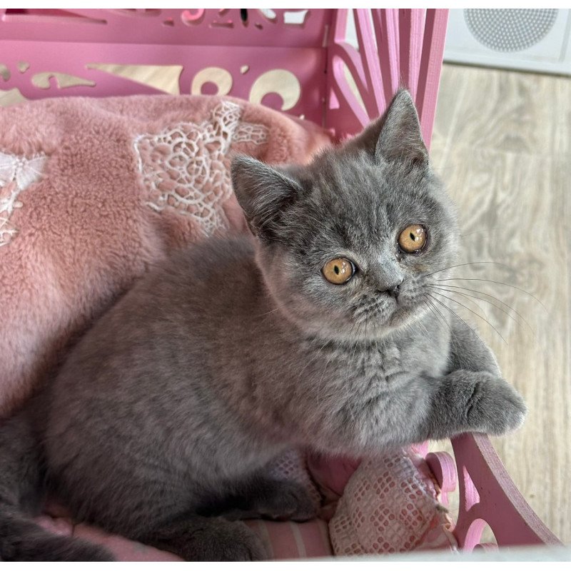 Munchkin Milka
