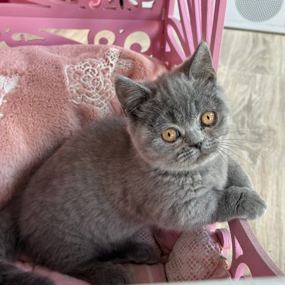 Munchkin Milka