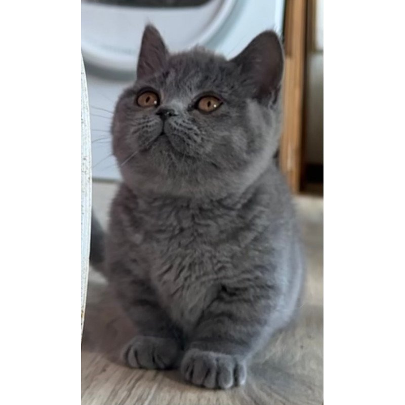 Munchkin Milka