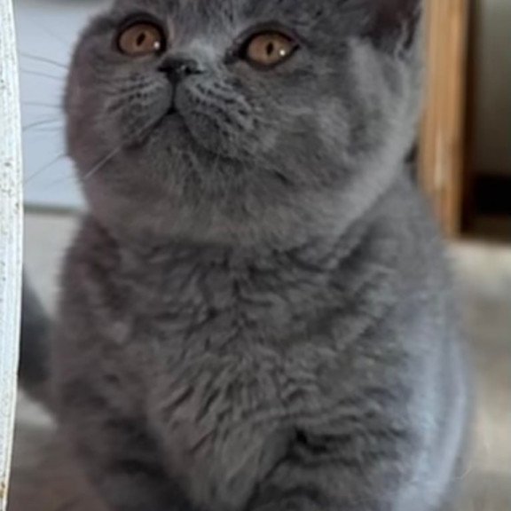 Munchkin Milka