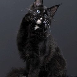 Maine Coon AP Richie