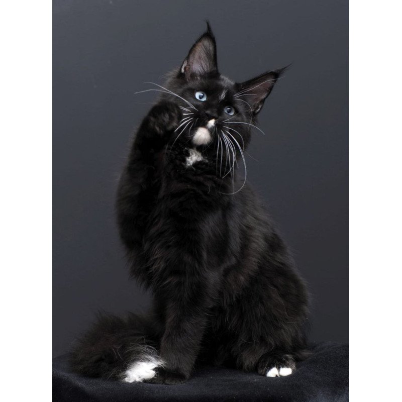 Maine Coon AP Richie
