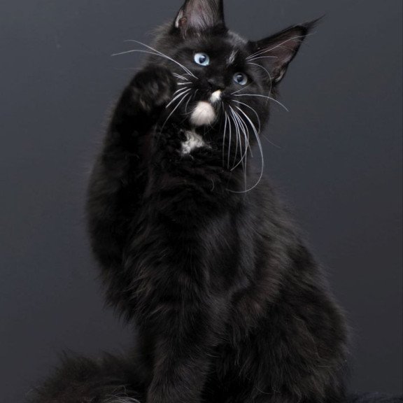 Maine Coon AP Richie