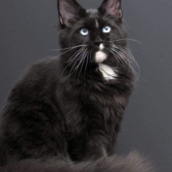 Maine Coon AP Richie