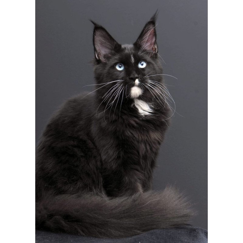 Maine Coon AP Richie