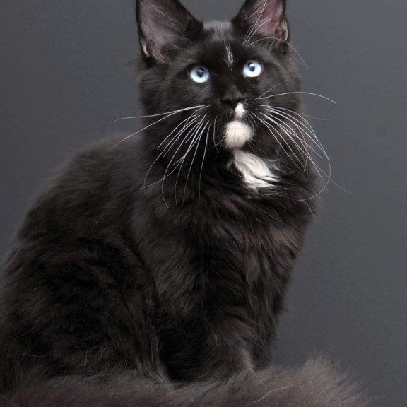 Maine Coon AP Richie