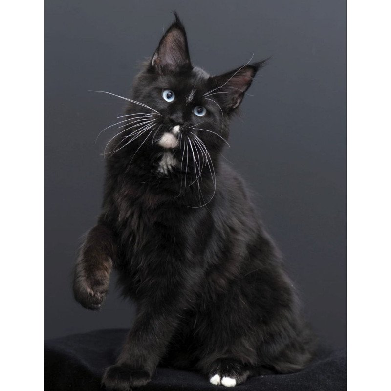 Maine Coon AP Richie
